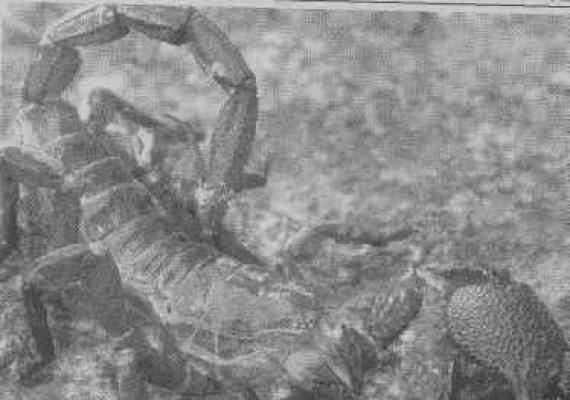 Загін Скорпіони (Scorpiones)